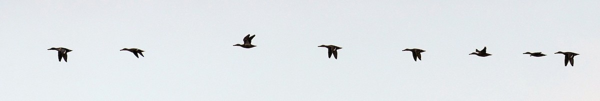 琵嘴鴨 - ML644480636