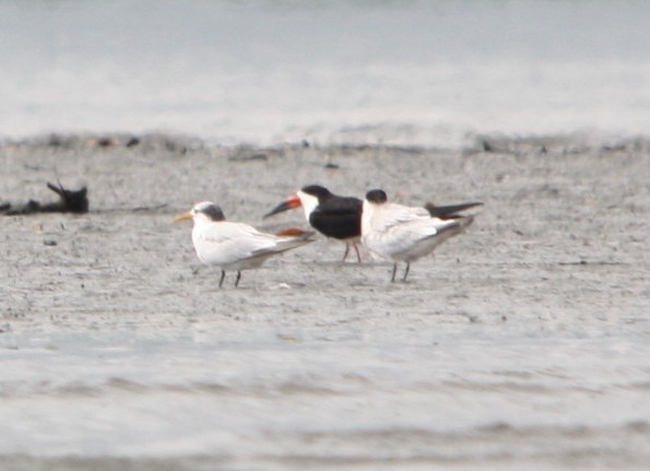 Black Skimmer - ML644480638