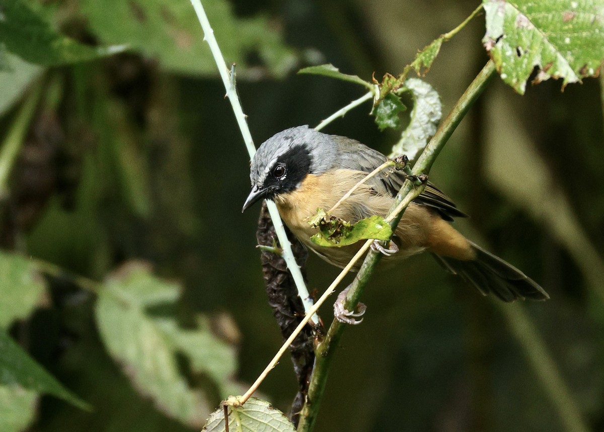 Black-eared Hemispingus - ML644480639