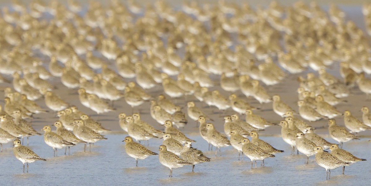 European Golden-Plover - ML644480649