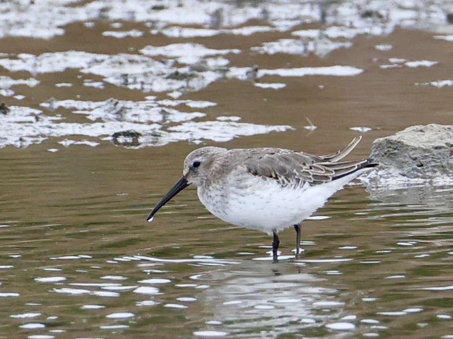 Чернозобик - ML644480651