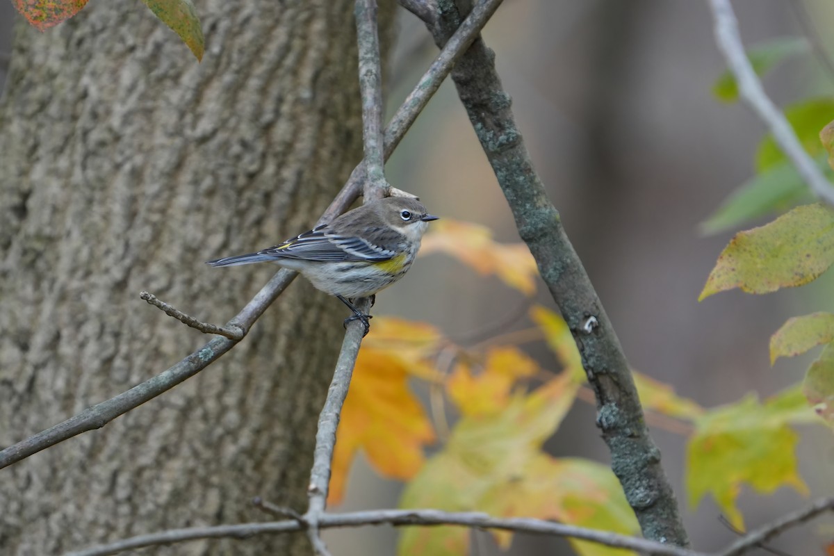 Yellow-rumped Warbler - ML644480661