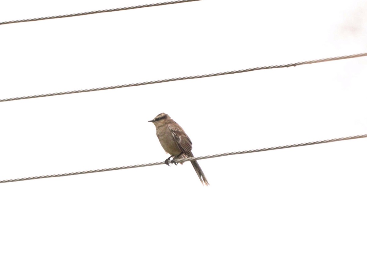 マミジロマネシツグミ - ML644480663