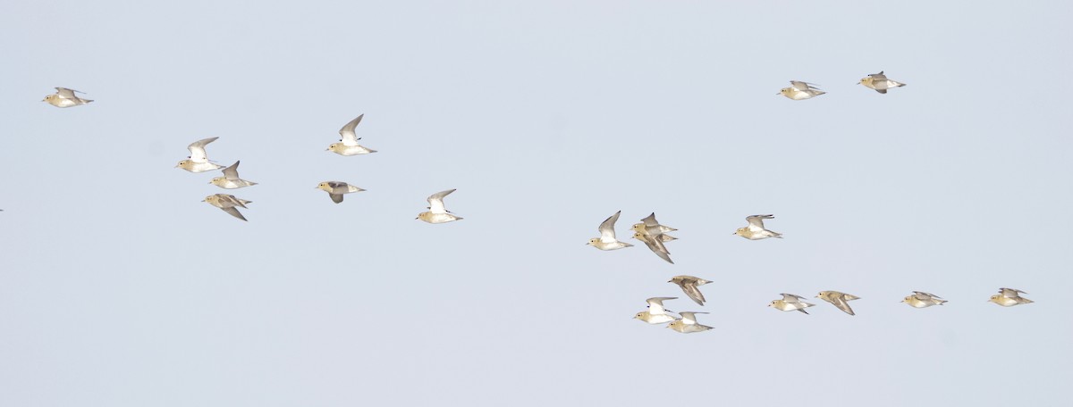 European Golden-Plover - ML644480666