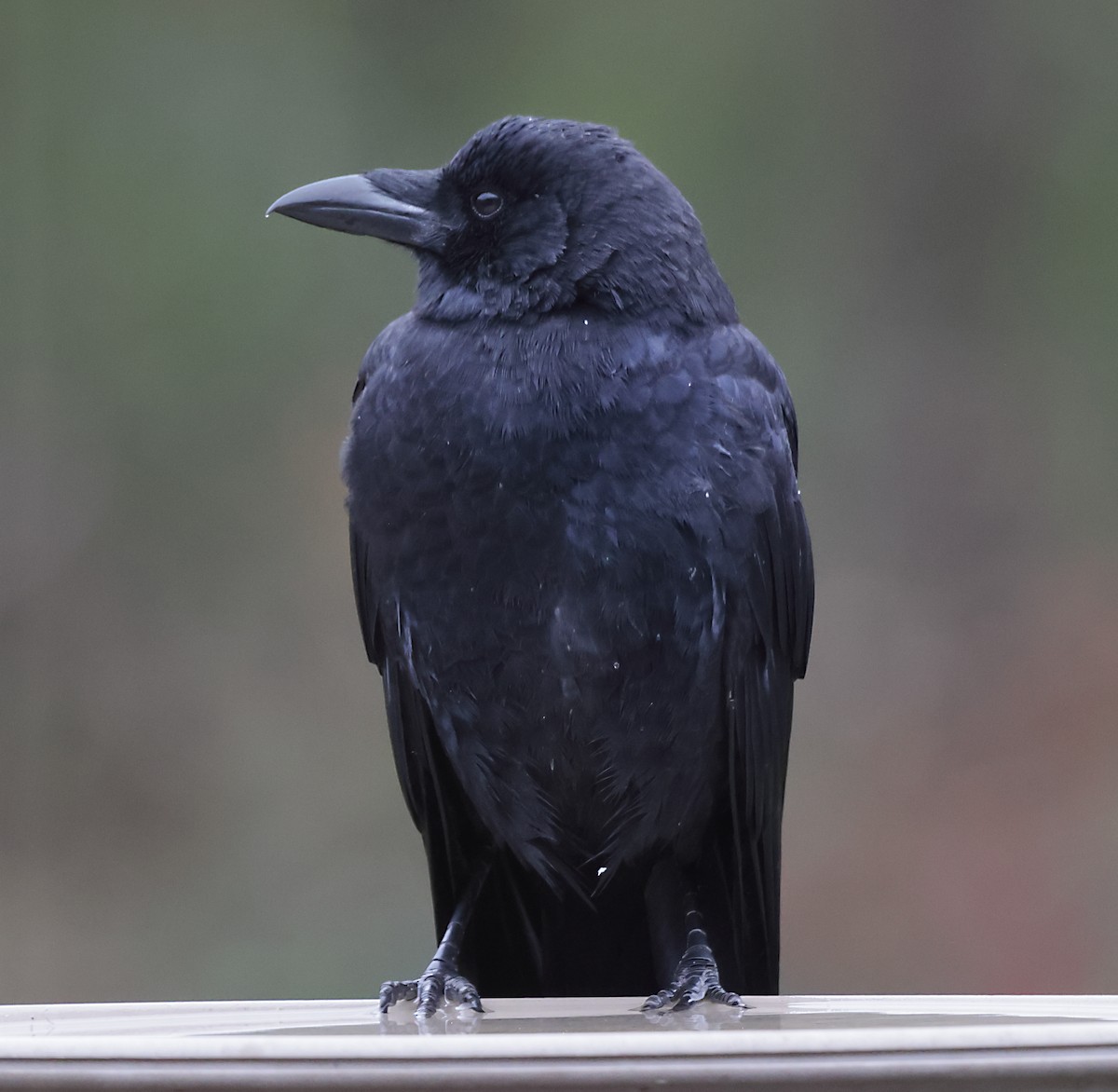 American Crow - ML644480669