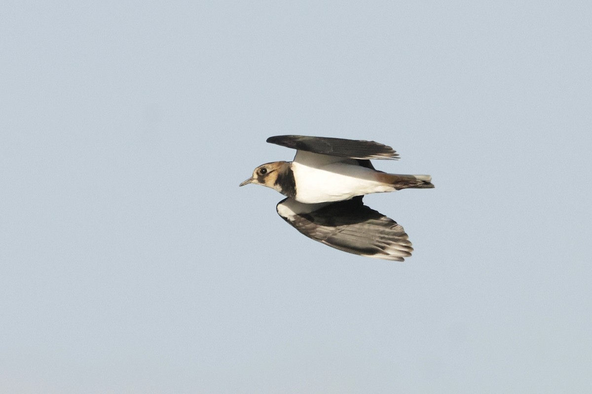 Northern Lapwing - ML644480673