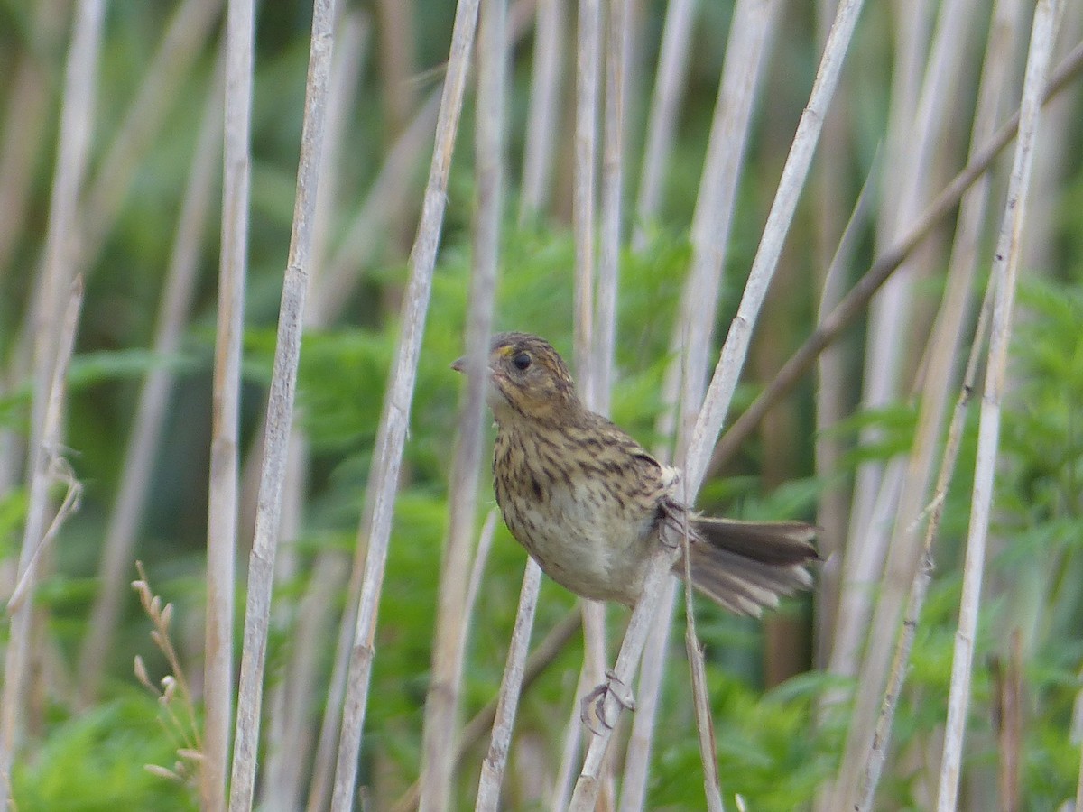 Seaside Sparrow - ML644480674