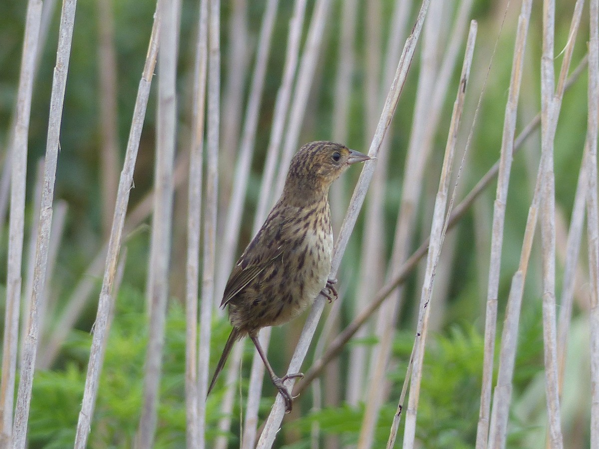 Seaside Sparrow - ML644480675
