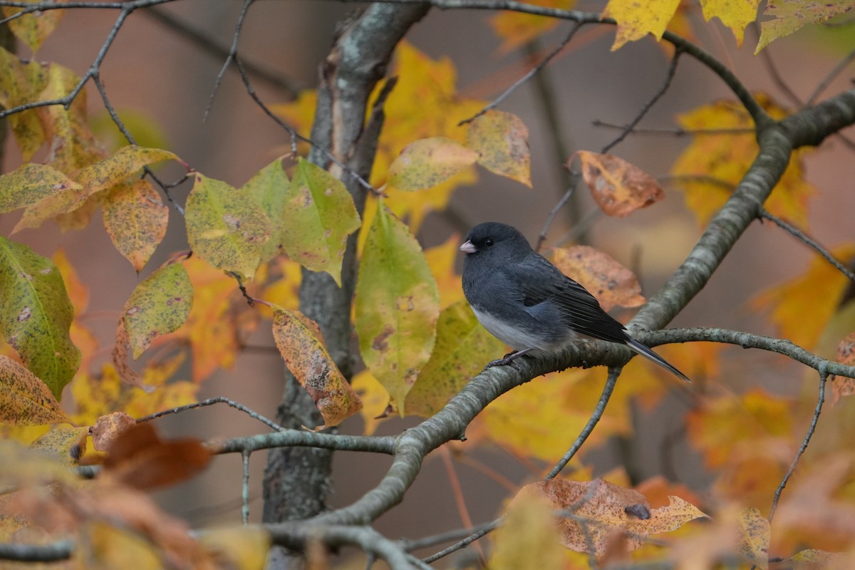 Dark-eyed Junco - ML644480678