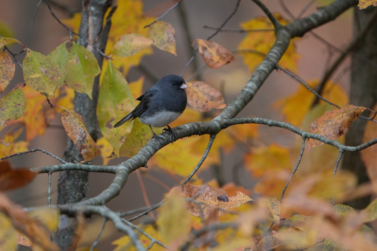 Dark-eyed Junco - ML644480679
