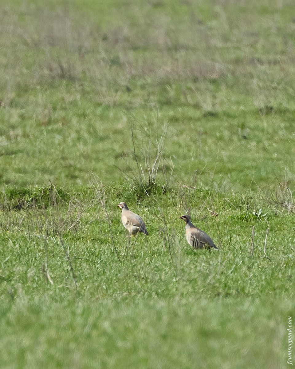 Кеклик - ML644480680