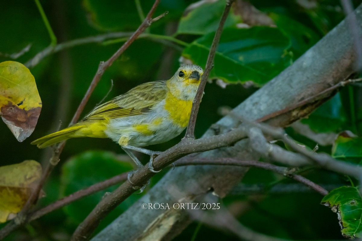 Saffron Finch - ML644480683