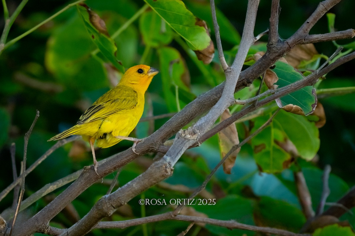 Saffron Finch - ML644480684