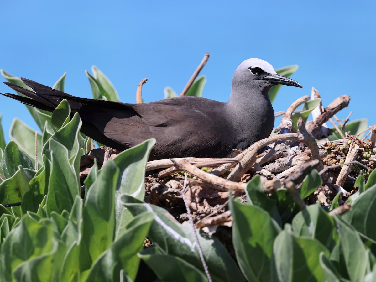 nody obecný - ML644480685