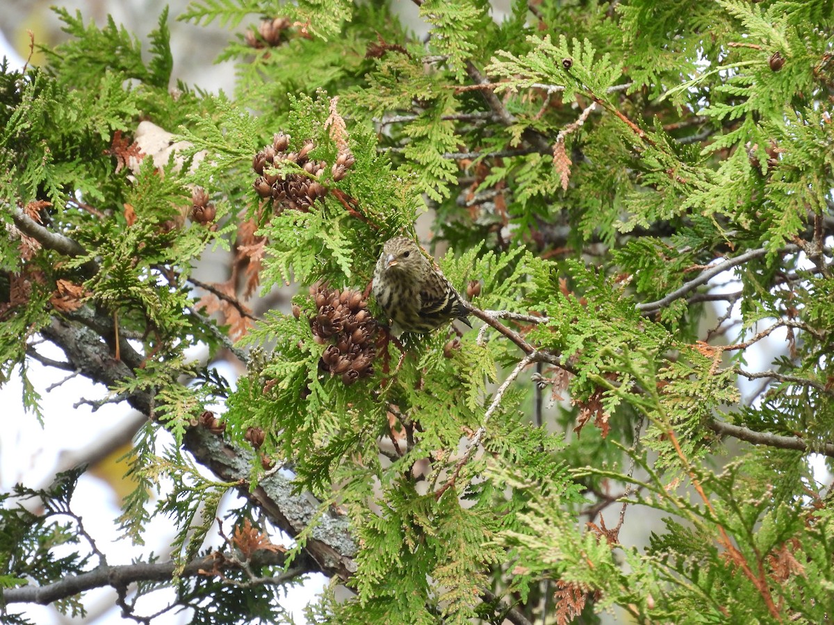 Pine Siskin - ML644480698