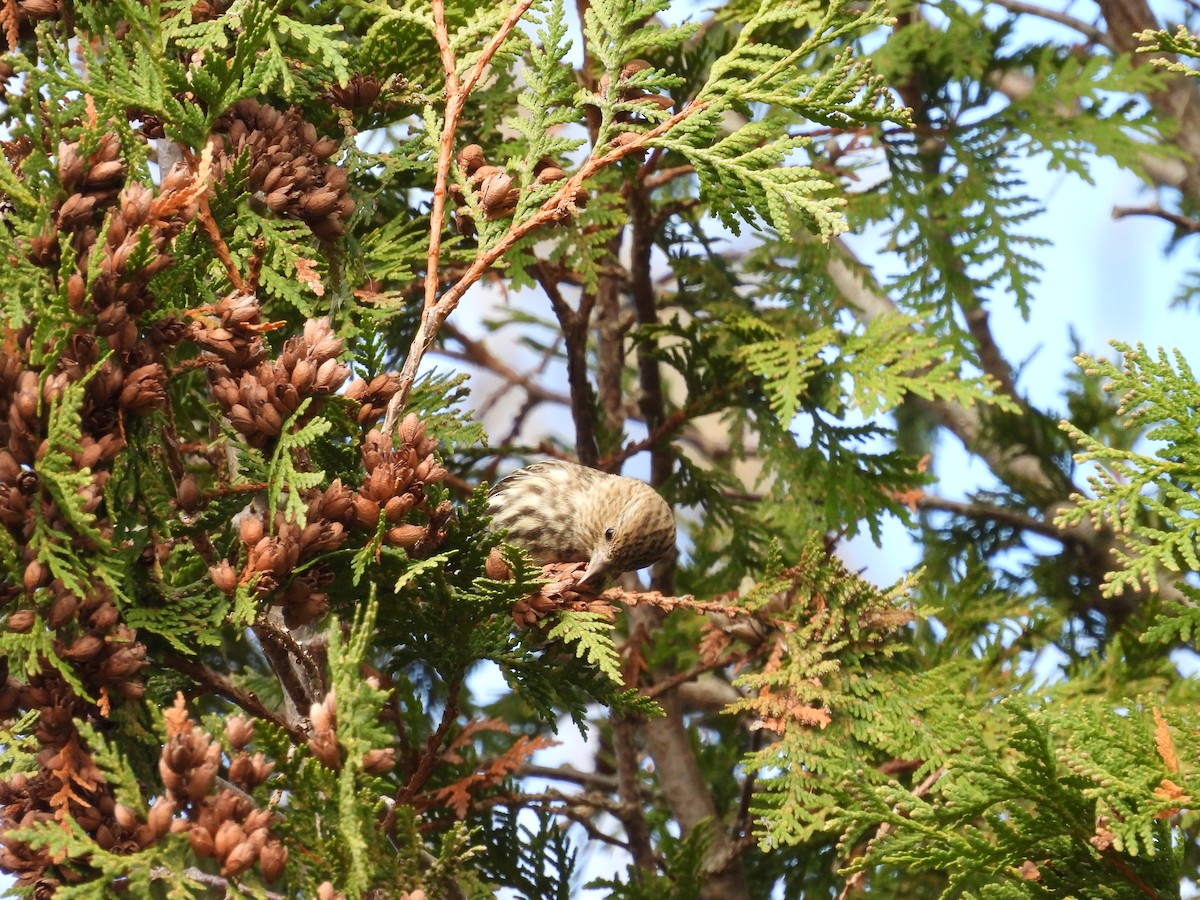 Pine Siskin - ML644480700