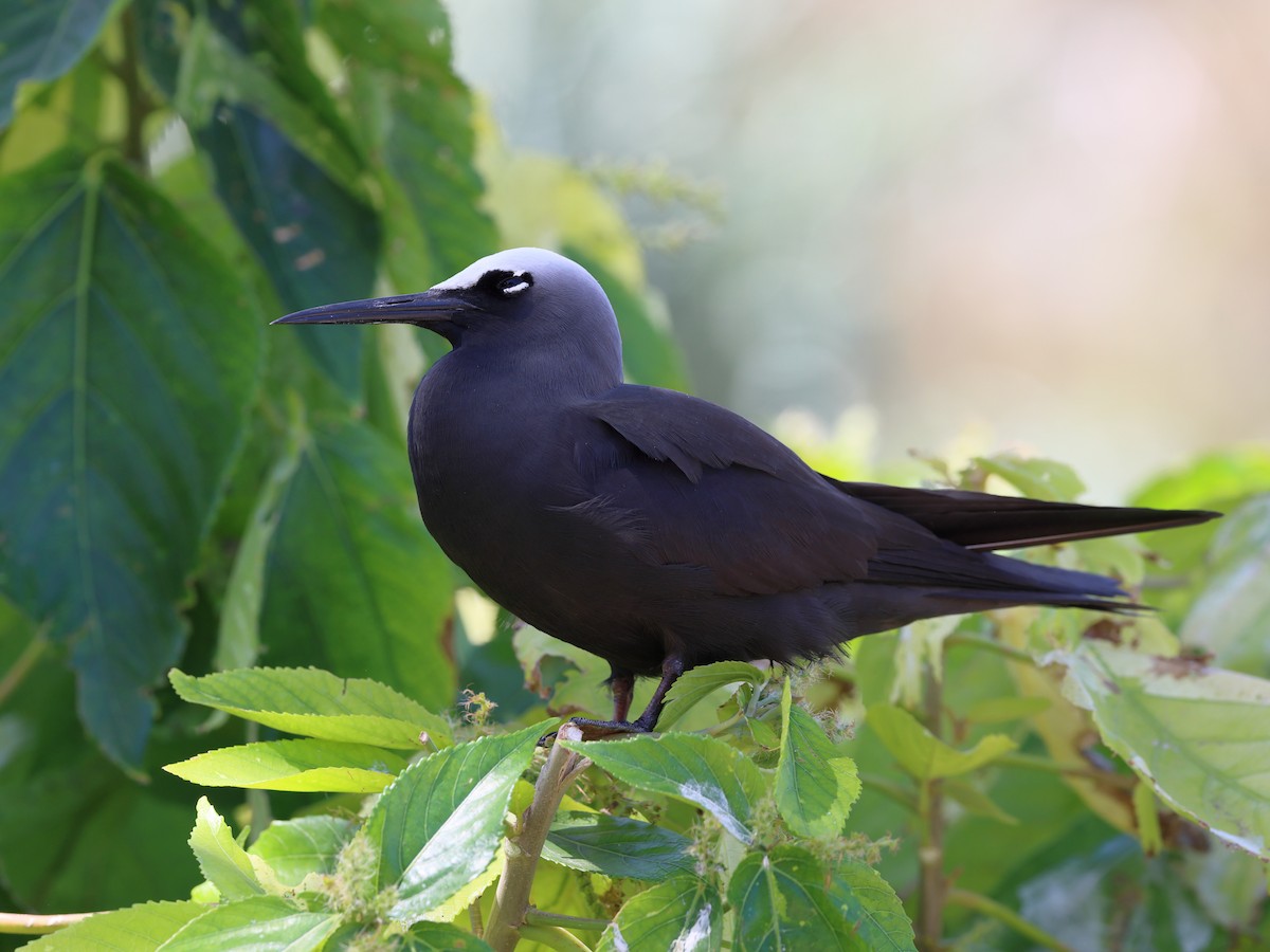 ヒメクロアジサシ - ML644480706