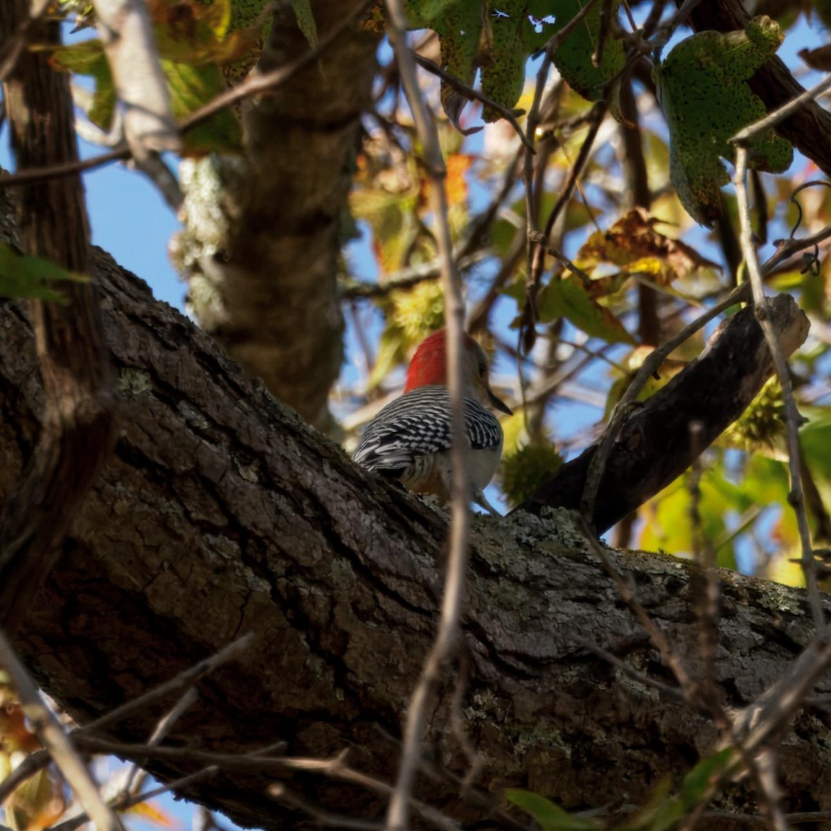 シマセゲラ - ML644480707