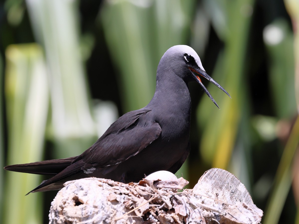 ヒメクロアジサシ - ML644480708