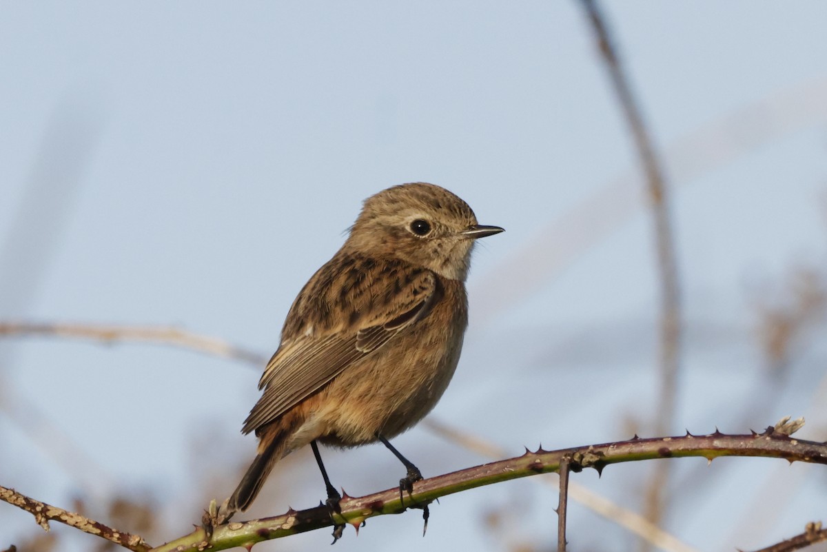 European Stonechat - ML644480712