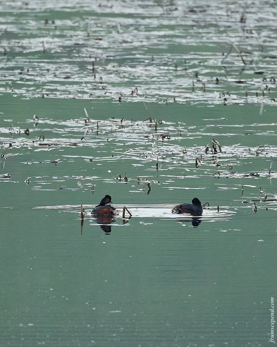 Eared Grebe - ML644480716