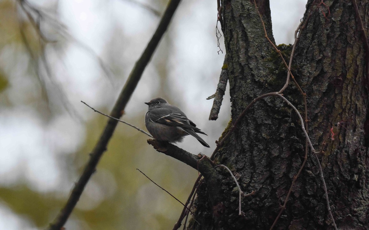 Townsend's Solitaire - ML644480718