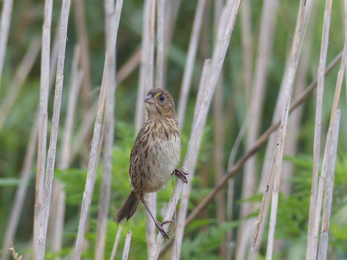 Seaside Sparrow - ML644480724