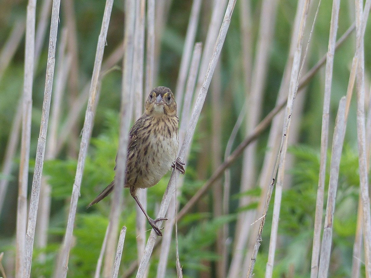 Seaside Sparrow - ML644480725
