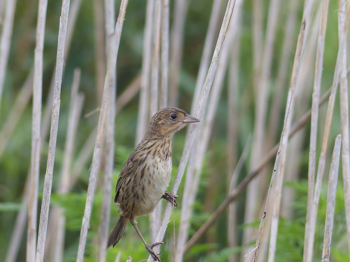 Seaside Sparrow - ML644480726