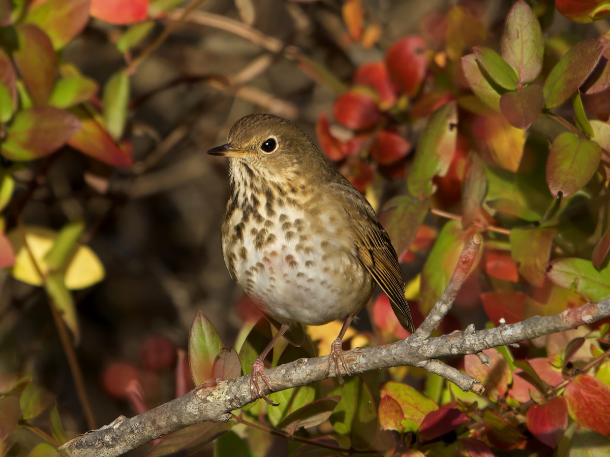 Hermit Thrush - ML644480727