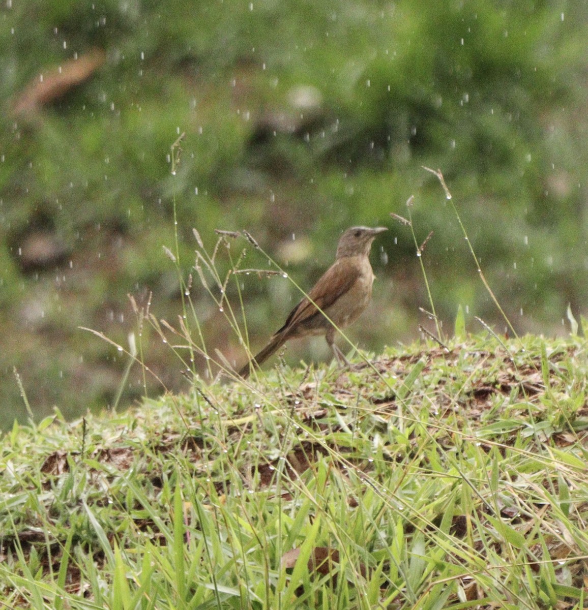 Fahlbrustdrossel - ML644480735