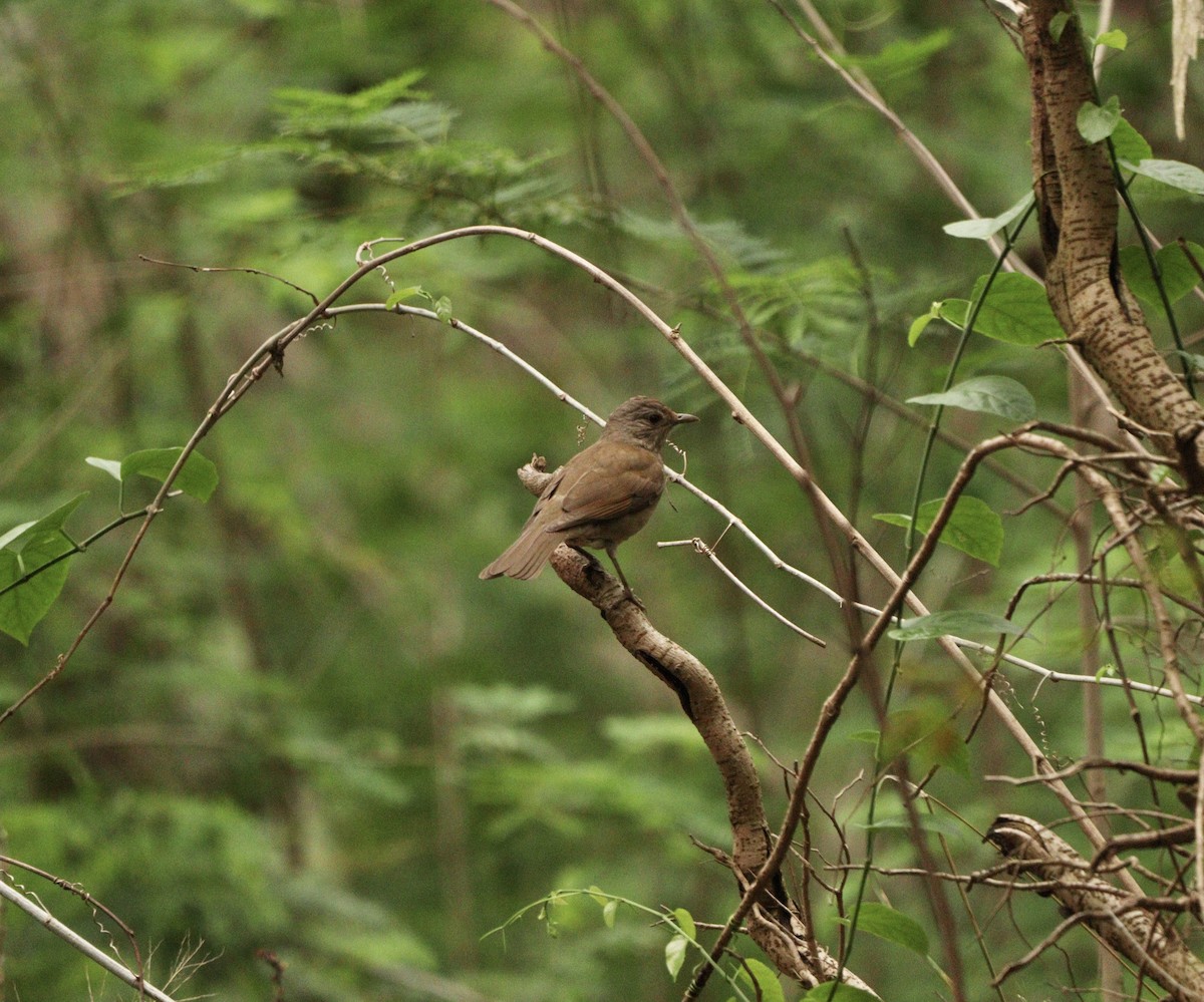 Fahlbrustdrossel - ML644480736