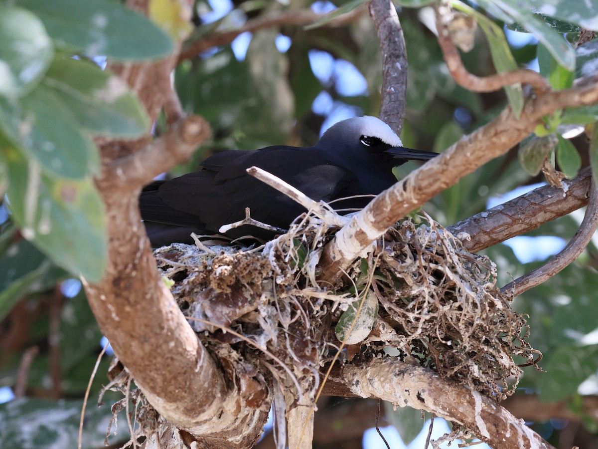 ヒメクロアジサシ - ML644480737