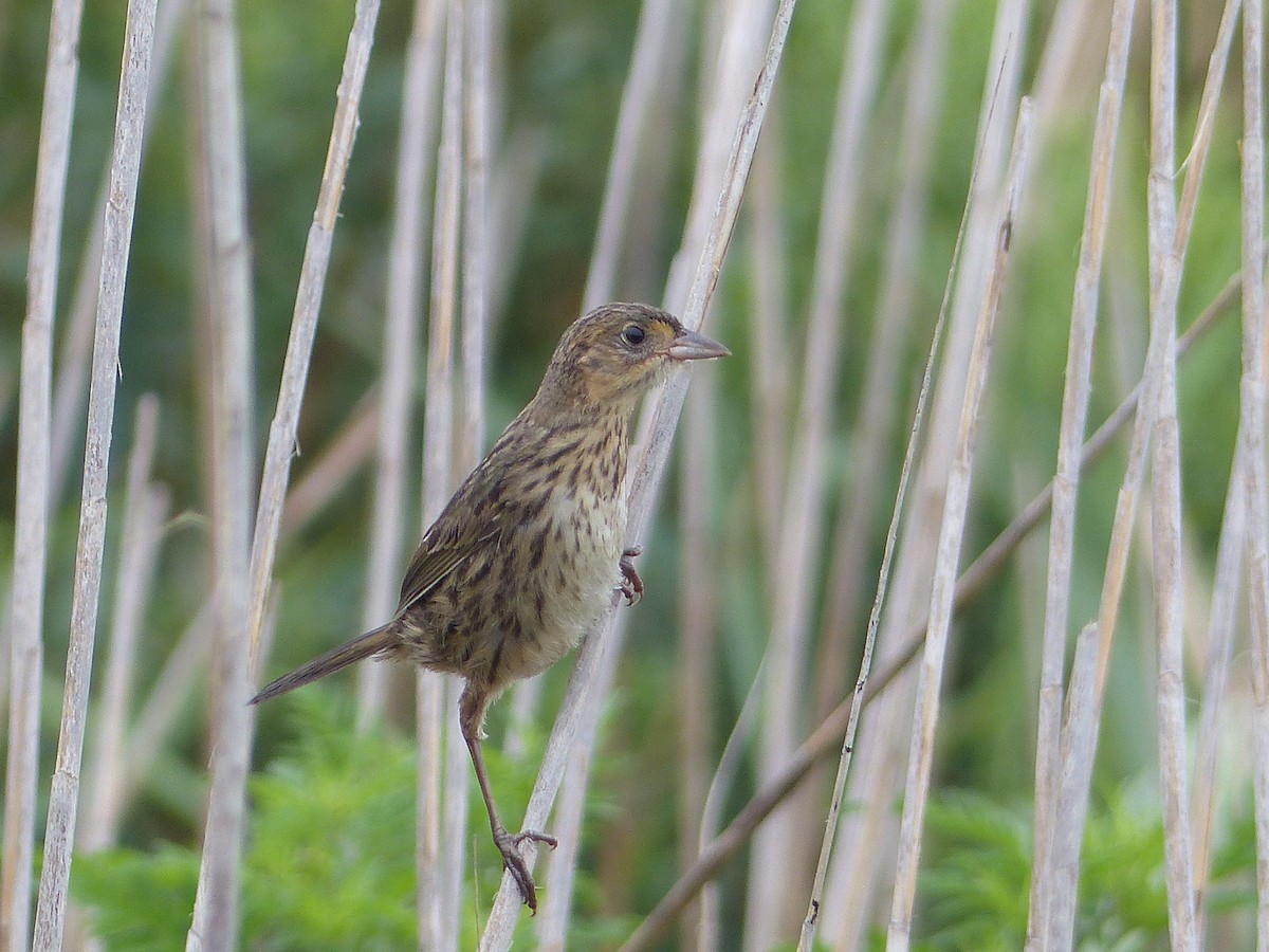 Seaside Sparrow - ML644480739