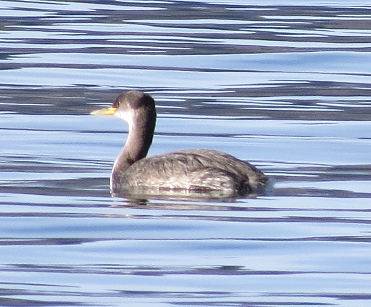 Somormujo Cuellirrojo - ML644480743
