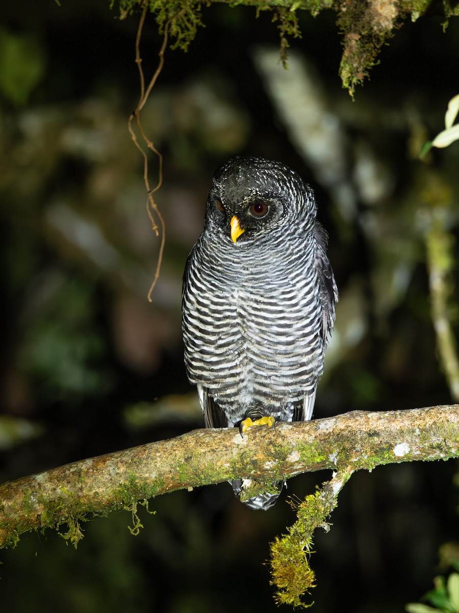 Black-banded Owl (San Isidro) - ML644480745