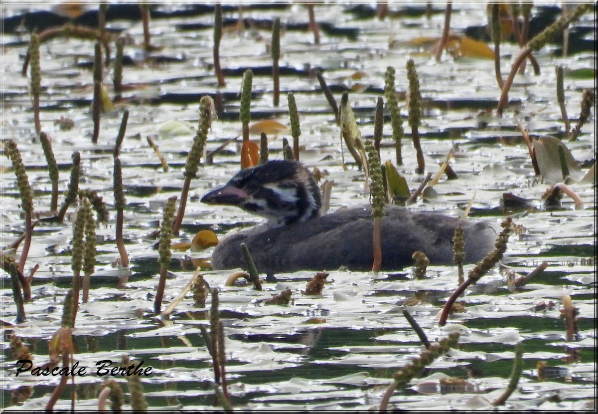 Pied-billed Grebe - ML644480746