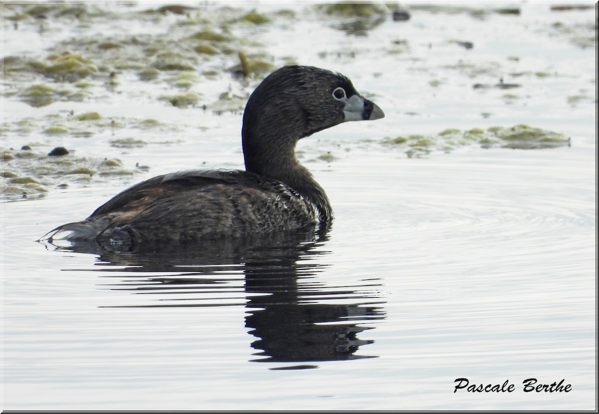 Pied-billed Grebe - ML644480747