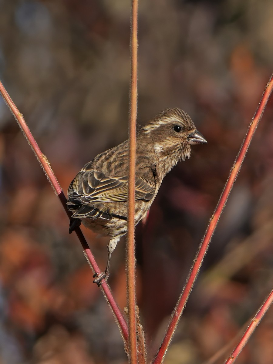 Purple Finch - ML644480748