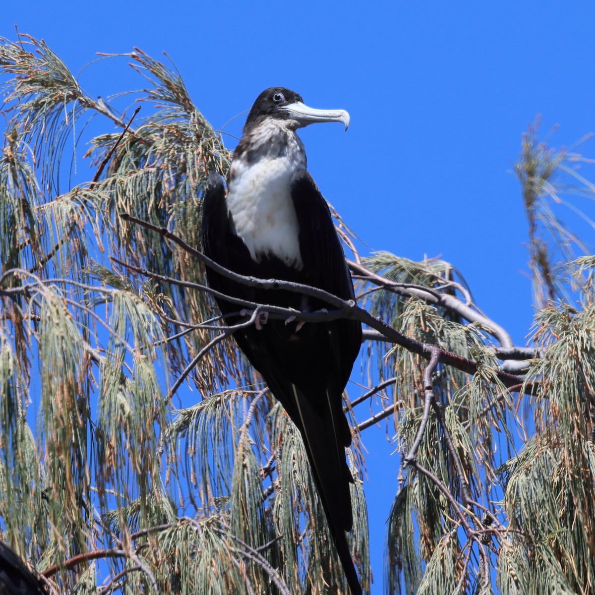 Great Frigatebird - ML644480755