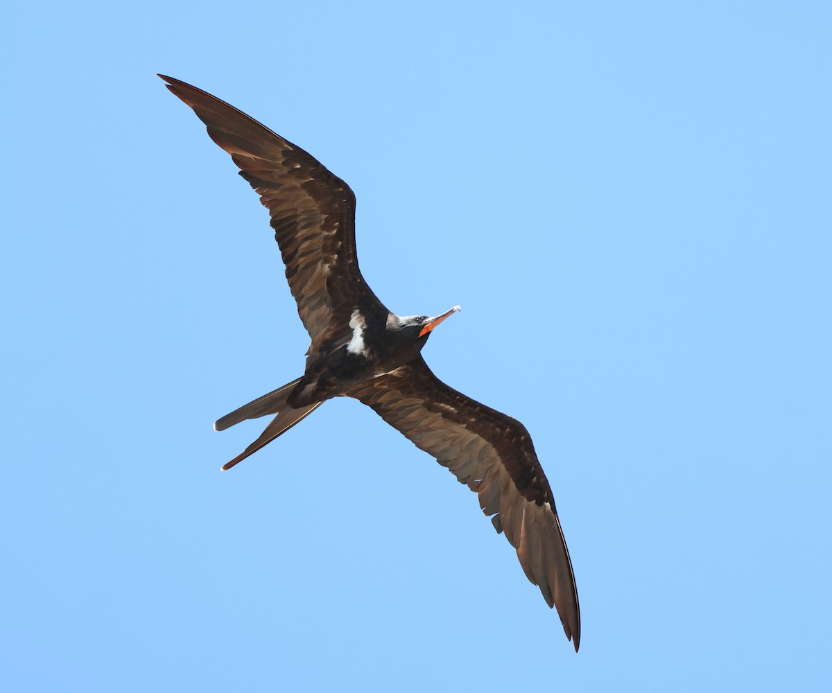 Lesser Frigatebird - ML644480763