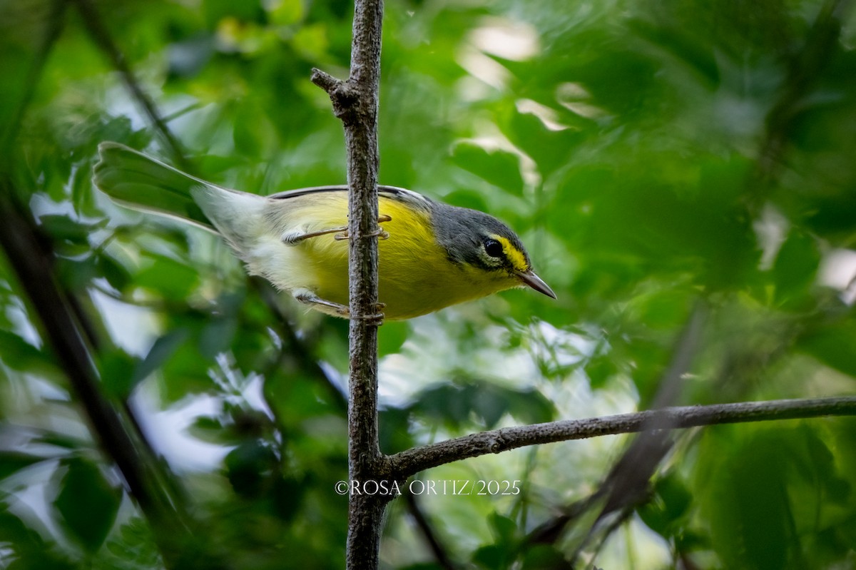 Adelaide's Warbler - ML644480764