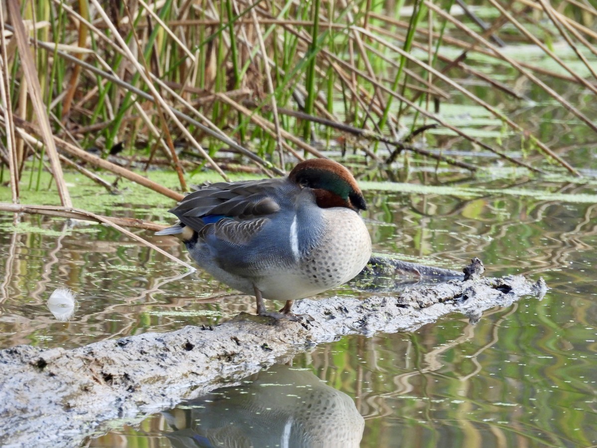 Alzavola - ML644480765