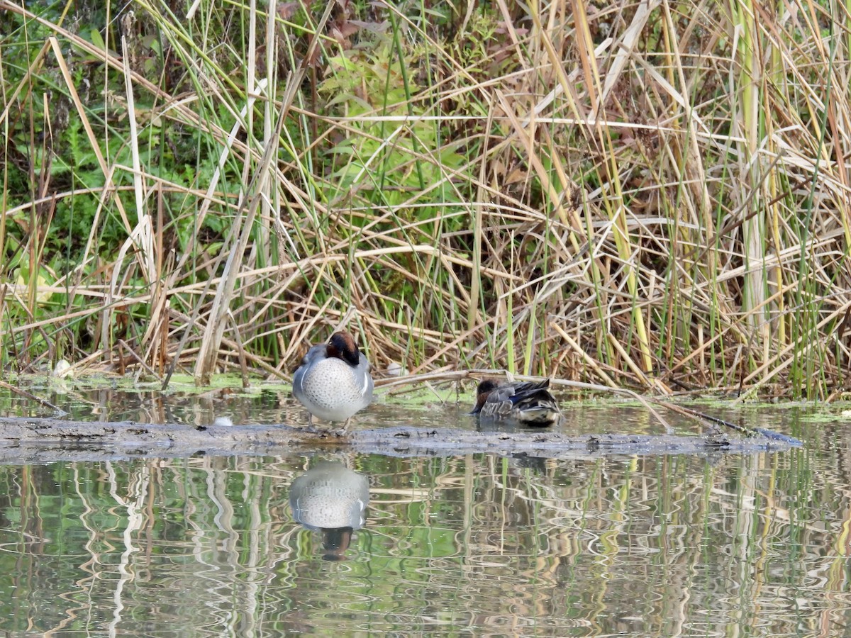 Alzavola - ML644480766