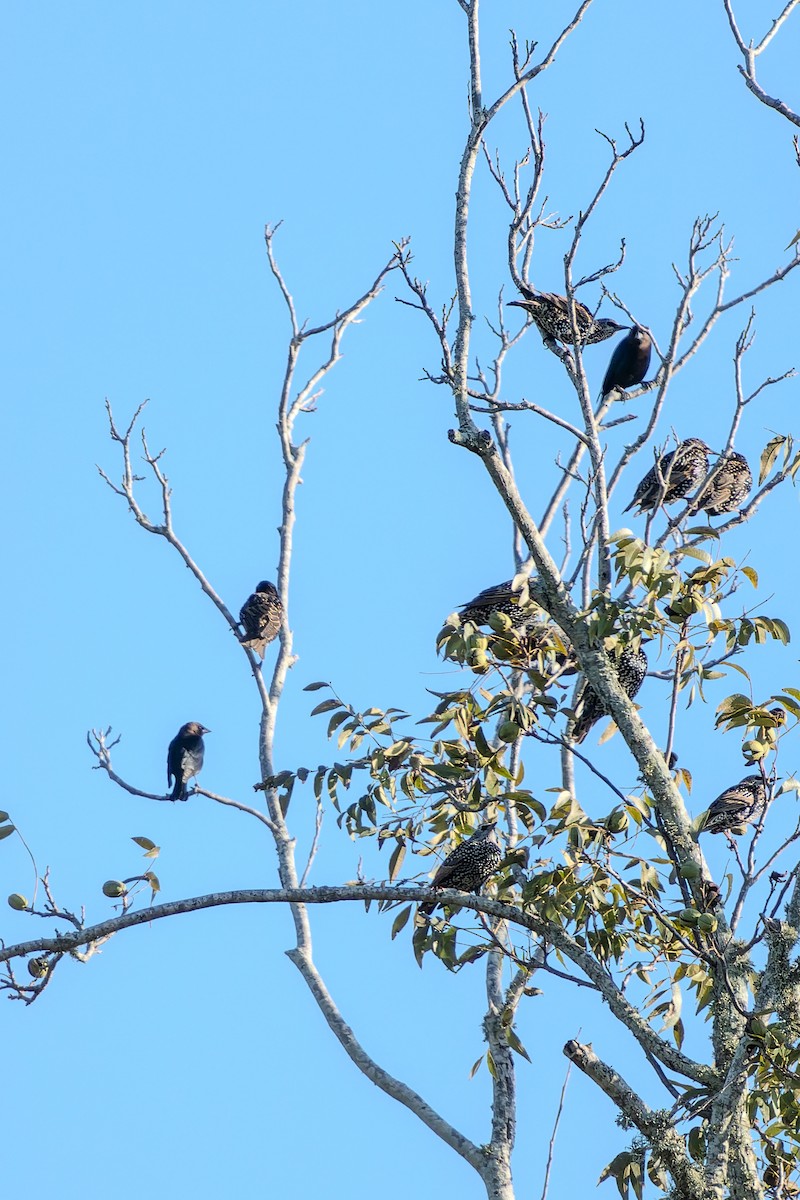 Brown-headed Cowbird - ML644480767