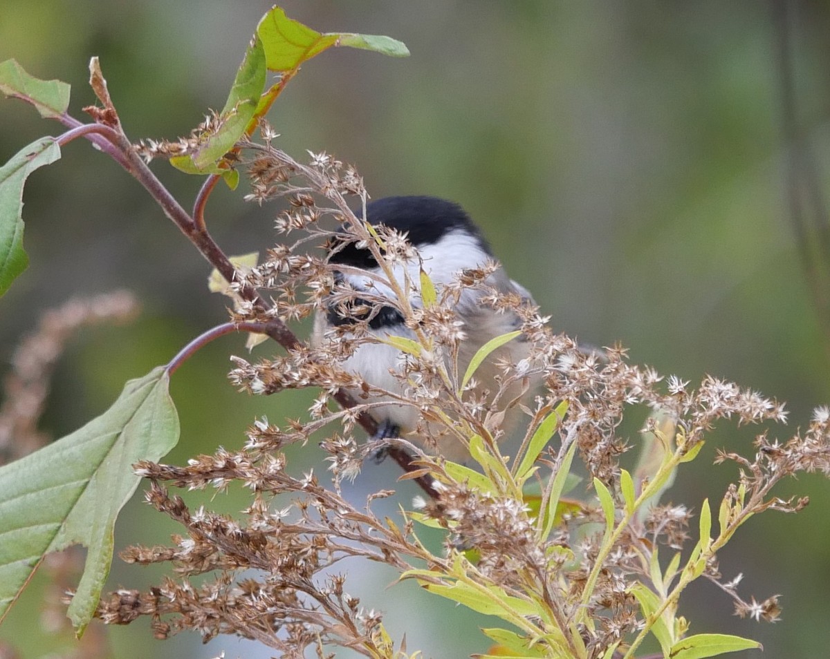 Black-capped Chickadee - ML644480768