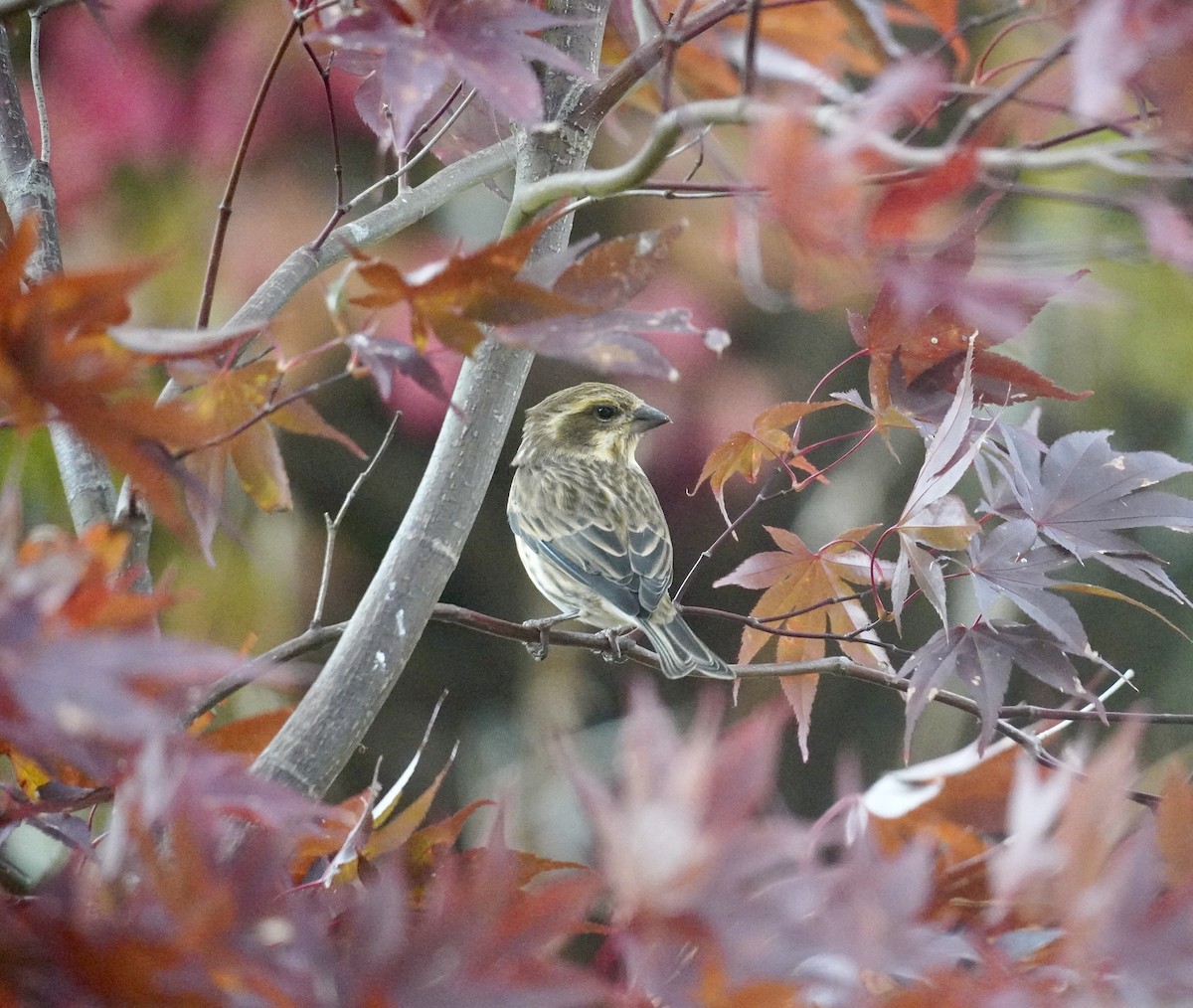 Purple Finch - ML644480769