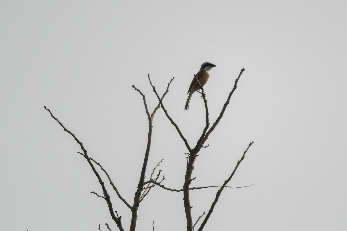 Emin's Shrike - ML644480770