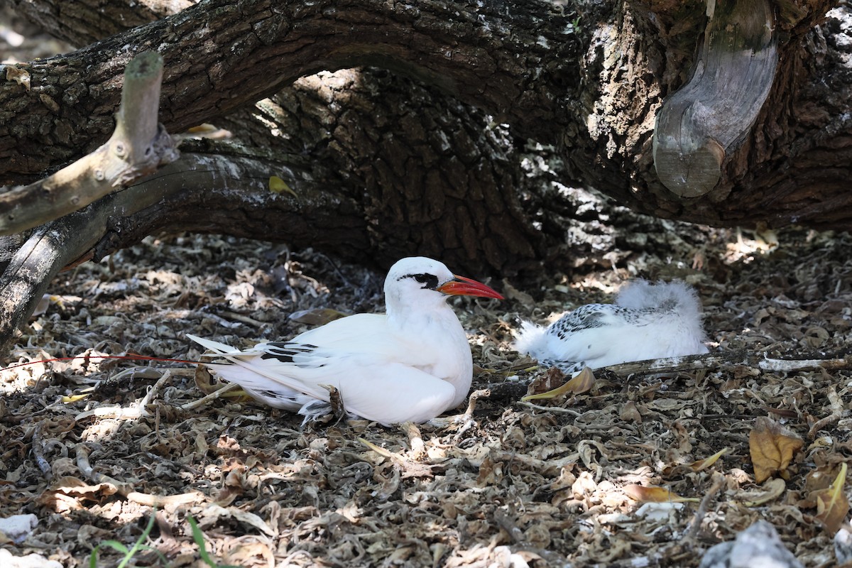 Red-tailed Tropicbird - ML644480771