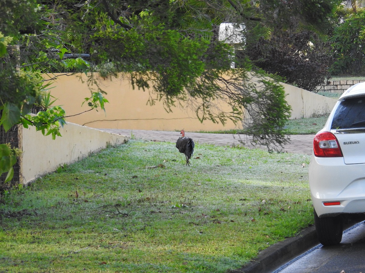 Australian Brushturkey - ML644480772